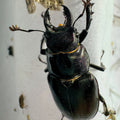 Placid Stag Beetle - Lucanus placidus