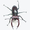 Elephant Stag Beetle - Lucanus elaphus