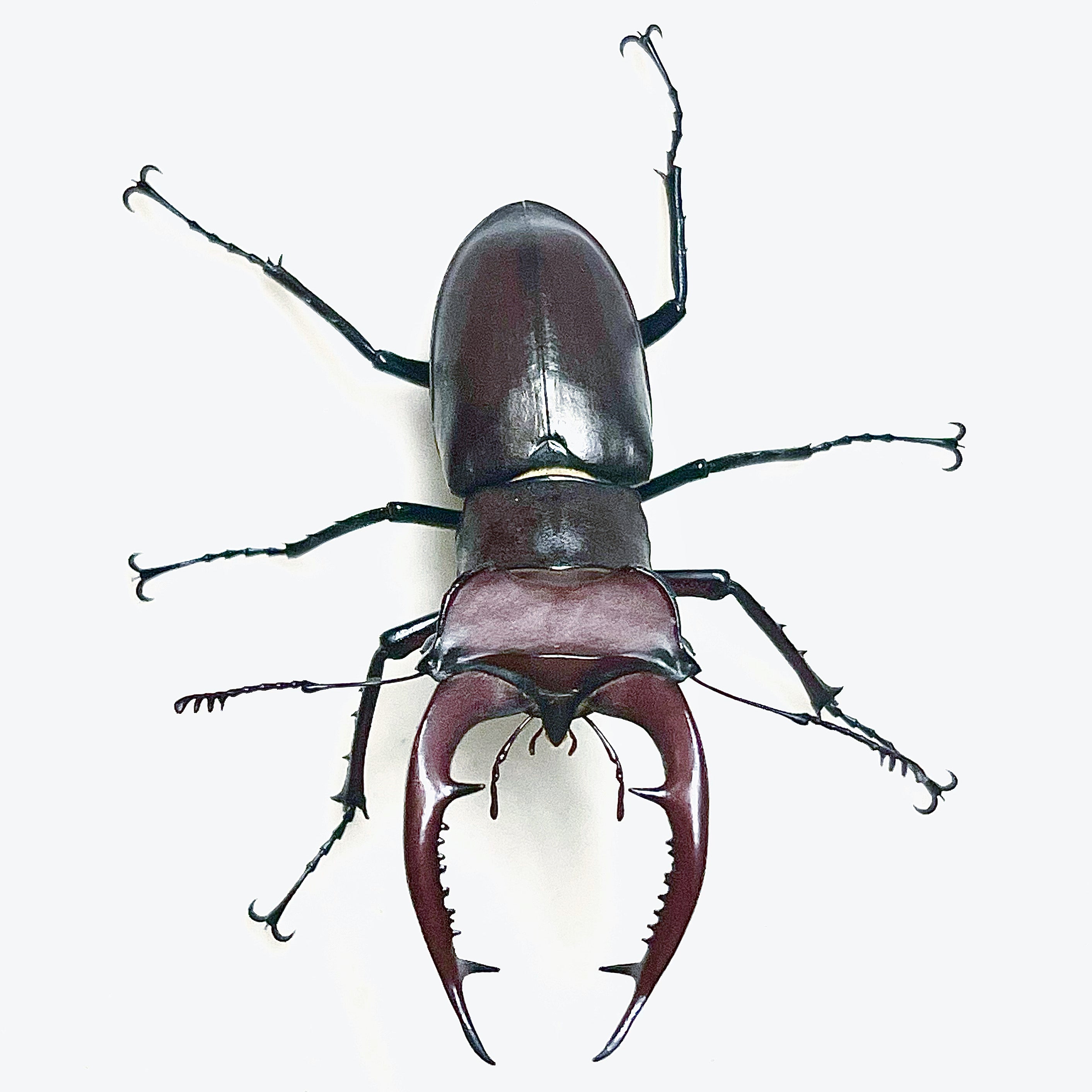Elephant Stag Beetle - Lucanus elaphus