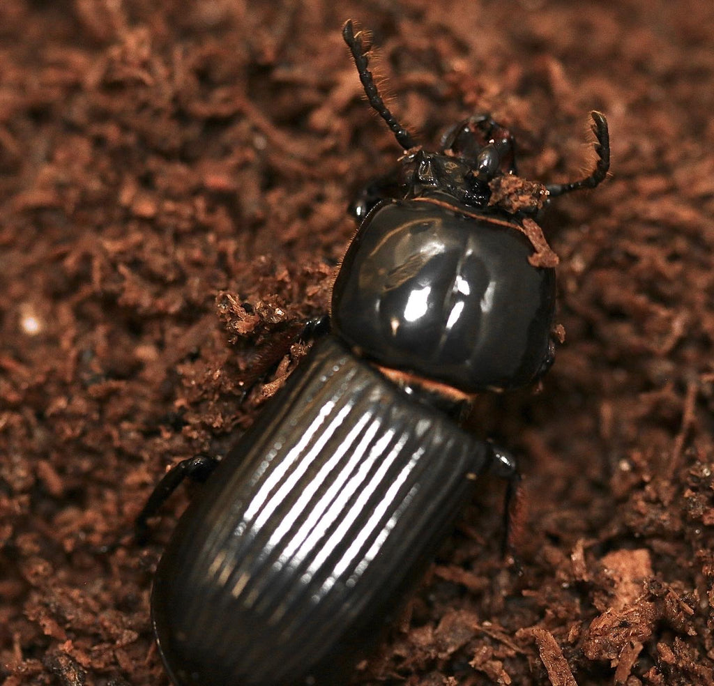 Bess Beetle - Odontotaenius disjunctus