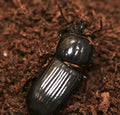Bess Beetle - Odontotaenius disjunctus