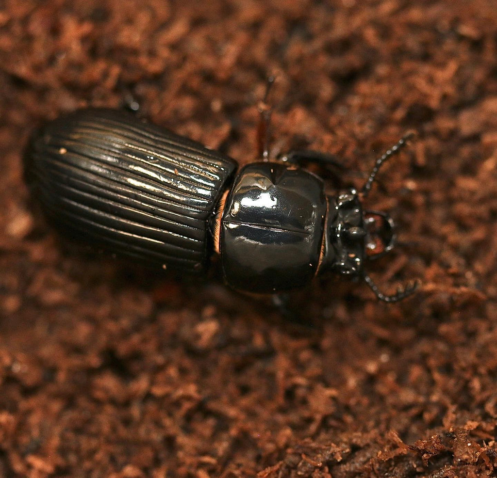 Bess Beetle - Odontotaenius disjunctus