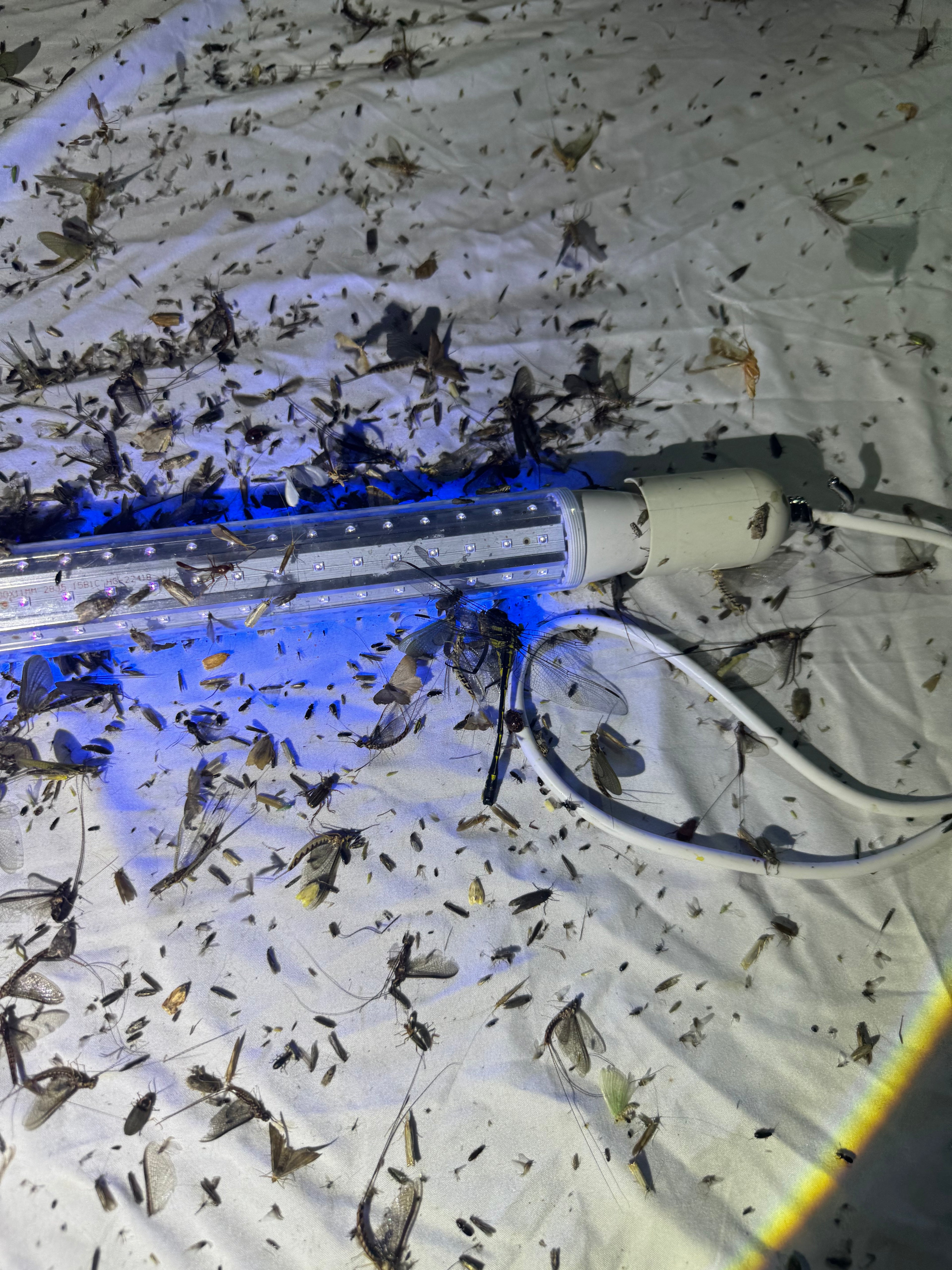 Tube Blacklight - 30W DC-12V