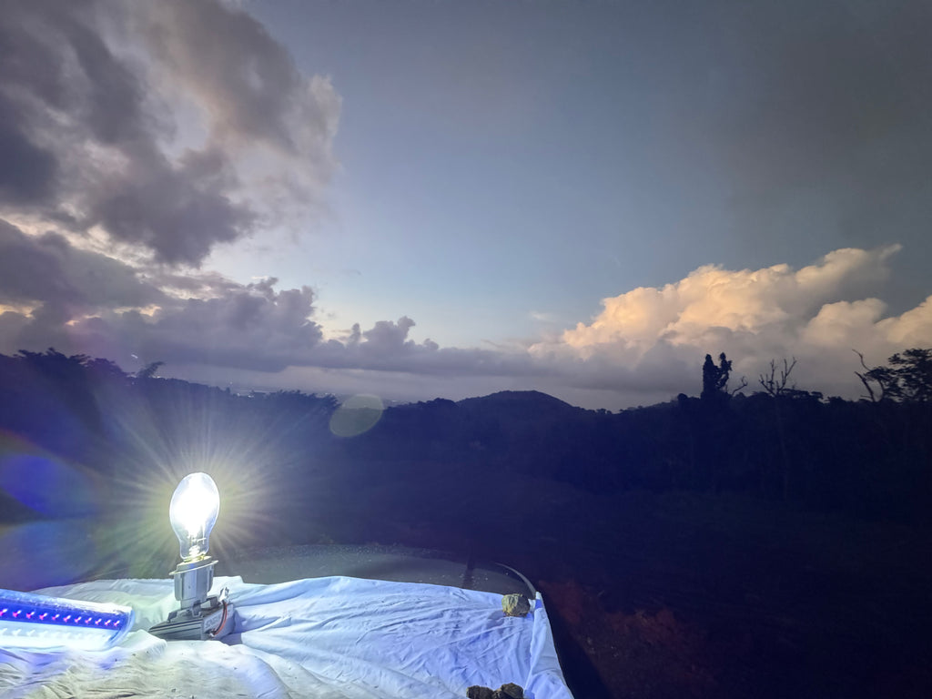 12v DC MV Light Trap with Clamps + Cigarette Lighter plug