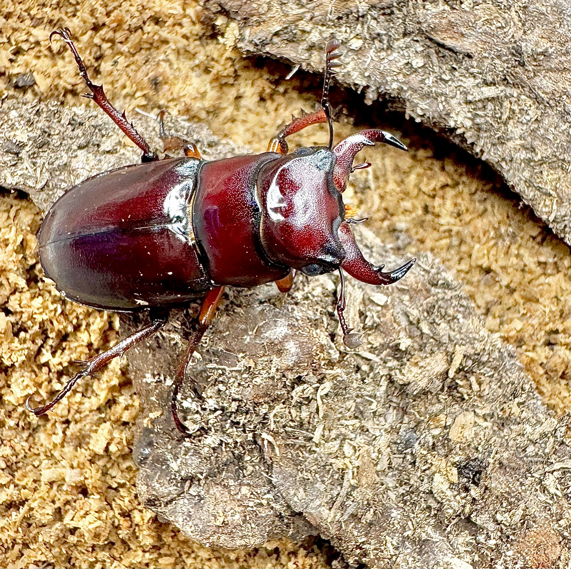 Reddish Brown Stag Beetle - Lucanus capreolus