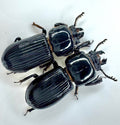 Florida Bess Beetle - Odontotaenius floridanus