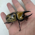 Eastern Hercules Beetle - Dynastes tityus