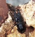 Red Rot Stag Beetle - Ceruchus piceus