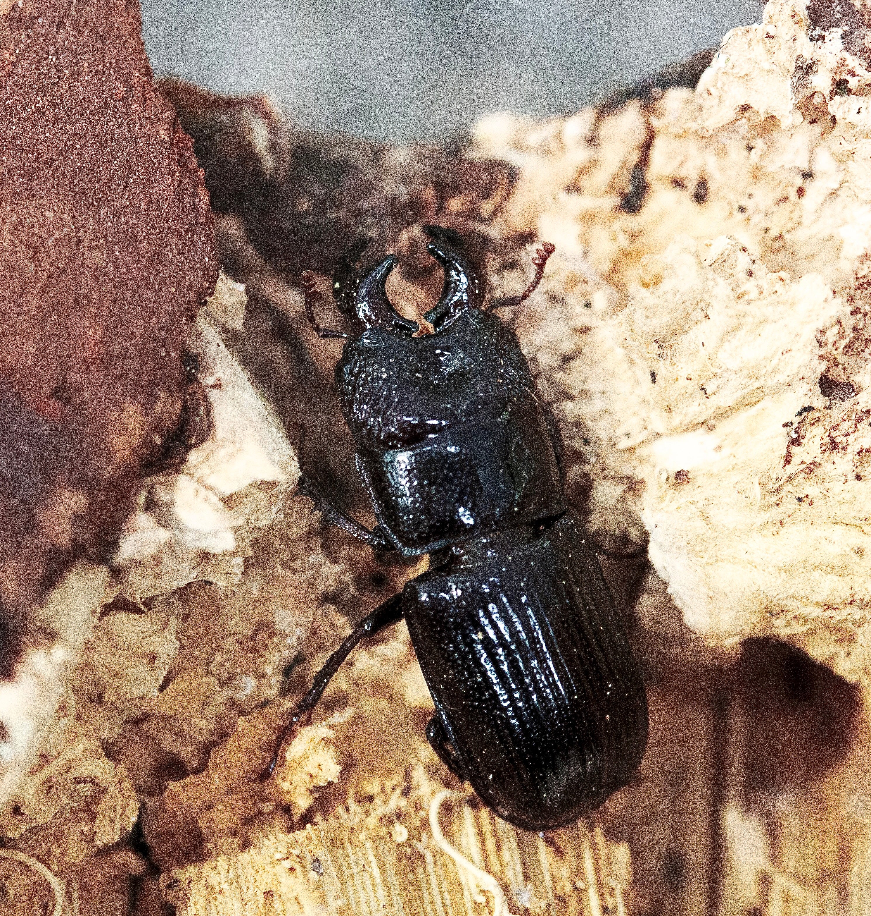 Red Rot Stag Beetle - Ceruchus piceus