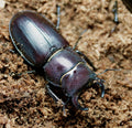 Lucanus mazama