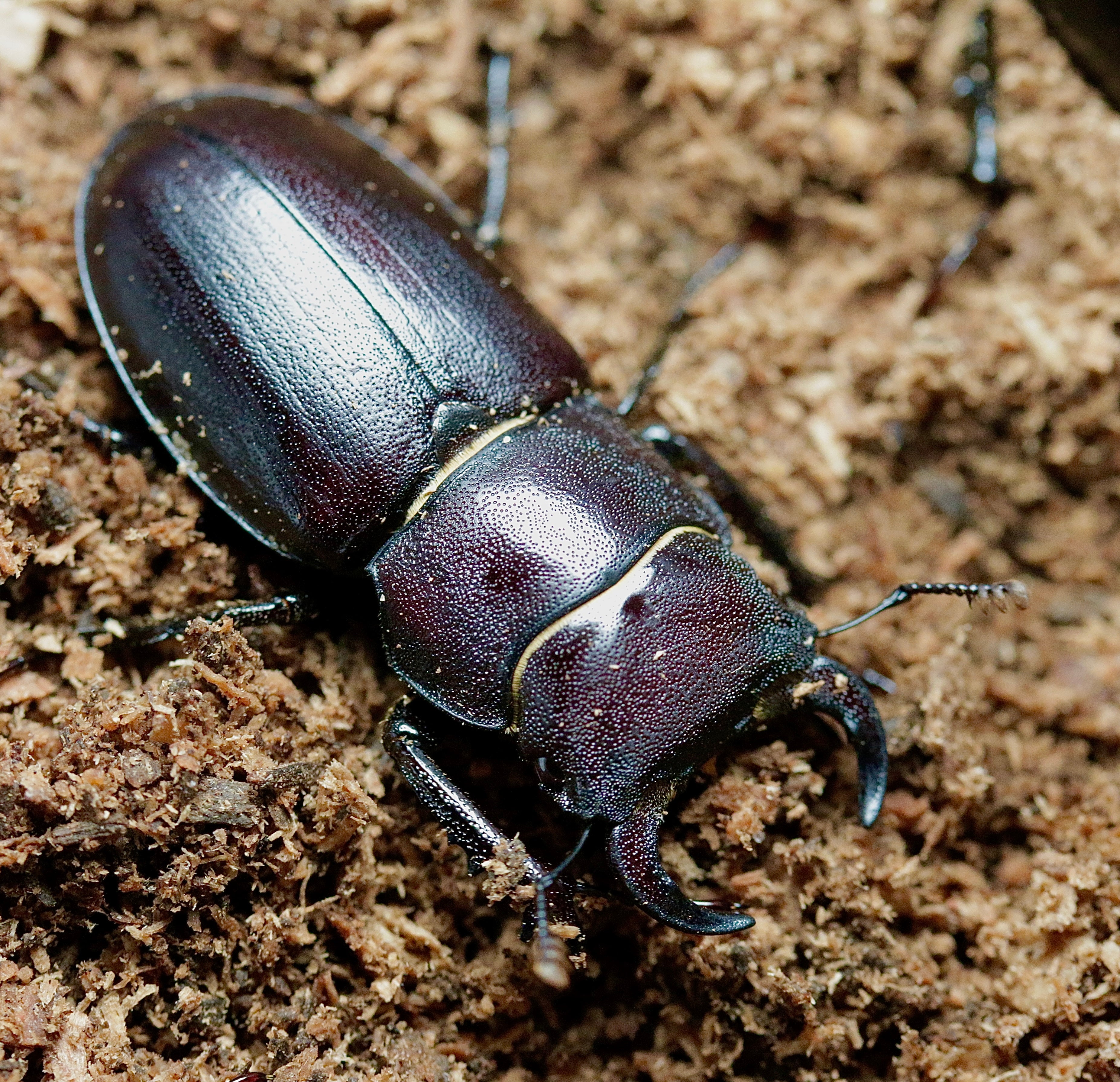 Lucanus mazama